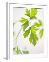 Fresh Parsley-Malgorzata Stepien-Framed Photographic Print