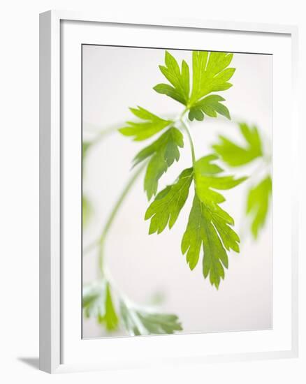 Fresh Parsley-Malgorzata Stepien-Framed Photographic Print