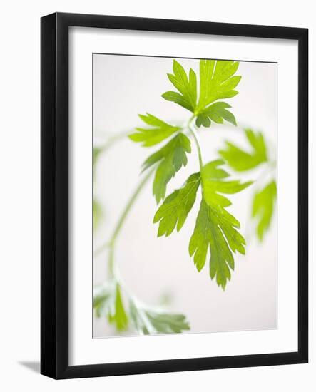 Fresh Parsley-Malgorzata Stepien-Framed Photographic Print