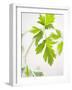 Fresh Parsley-Malgorzata Stepien-Framed Photographic Print