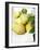 Fresh Pears with Leaves in Bowl-null-Framed Photographic Print