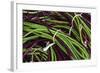 Fresh Peas at a Farmers' Market, Savannah, Georgia, USA-Joanne Wells-Framed Photographic Print