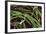 Fresh Peas at a Farmers' Market, Savannah, Georgia, USA-Joanne Wells-Framed Photographic Print