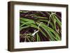 Fresh Peas at a Farmers' Market, Savannah, Georgia, USA-Joanne Wells-Framed Photographic Print