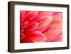 Fresh Pink Dahlia Flower, Photographed at close Range, with Emphasis on Petal Layers. Macro Photogr-MaYcaL-Framed Photographic Print