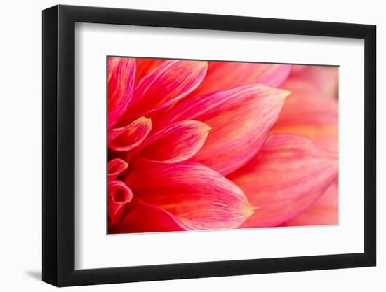 Fresh Pink Dahlia Flower, Photographed at close Range, with Emphasis on Petal Layers. Macro Photogr-MaYcaL-Framed Photographic Print