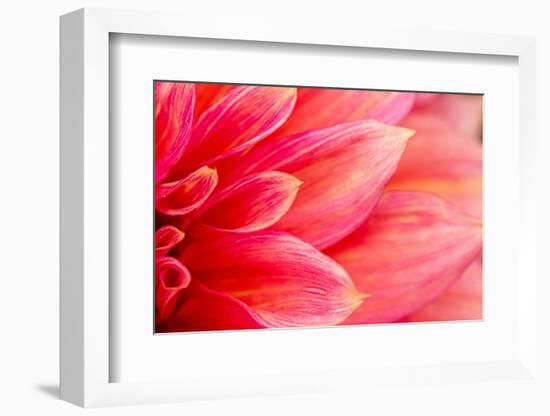 Fresh Pink Dahlia Flower, Photographed at close Range, with Emphasis on Petal Layers. Macro Photogr-MaYcaL-Framed Photographic Print