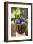 Fresh Plums in a Basket-Eising Studio - Food Photo and Video-Framed Photographic Print