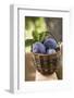 Fresh Plums in a Basket-Eising Studio - Food Photo and Video-Framed Photographic Print