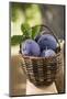 Fresh Plums in a Basket-Eising Studio - Food Photo and Video-Mounted Photographic Print