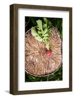 Fresh Radish on the Birch Stumb. Vegetable Harvesting on a Farm in Russia. Country Lifestyle Potogr-NaturePhotography-Framed Photographic Print