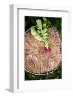 Fresh Radish on the Birch Stumb. Vegetable Harvesting on a Farm in Russia. Country Lifestyle Potogr-NaturePhotography-Framed Photographic Print