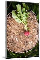 Fresh Radish on the Birch Stumb. Vegetable Harvesting on a Farm in Russia. Country Lifestyle Potogr-NaturePhotography-Mounted Photographic Print