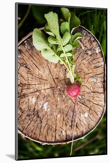 Fresh Radish on the Birch Stumb. Vegetable Harvesting on a Farm in Russia. Country Lifestyle Potogr-NaturePhotography-Mounted Photographic Print