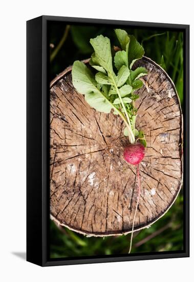 Fresh Radish on the Birch Stumb. Vegetable Harvesting on a Farm in Russia. Country Lifestyle Potogr-NaturePhotography-Framed Stretched Canvas