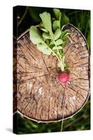 Fresh Radish on the Birch Stumb. Vegetable Harvesting on a Farm in Russia. Country Lifestyle Potogr-NaturePhotography-Stretched Canvas