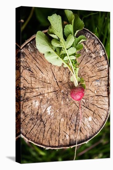 Fresh Radish on the Birch Stumb. Vegetable Harvesting on a Farm in Russia. Country Lifestyle Potogr-NaturePhotography-Stretched Canvas