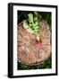 Fresh Radish on the Birch Stumb. Vegetable Harvesting on a Farm in Russia. Country Lifestyle Potogr-NaturePhotography-Framed Photographic Print