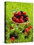 Fresh Raspberries and Blackberries in a Basket-Stuart MacGregor-Stretched Canvas