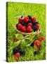 Fresh Raspberries and Blackberries in a Basket-Stuart MacGregor-Stretched Canvas