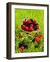 Fresh Raspberries and Blackberries in a Basket-Stuart MacGregor-Framed Photographic Print