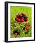 Fresh Raspberries and Blackberries in a Basket-Stuart MacGregor-Framed Photographic Print