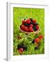 Fresh Raspberries and Blackberries in a Basket-Stuart MacGregor-Framed Photographic Print