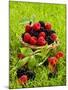 Fresh Raspberries and Blackberries in a Basket-Stuart MacGregor-Mounted Photographic Print