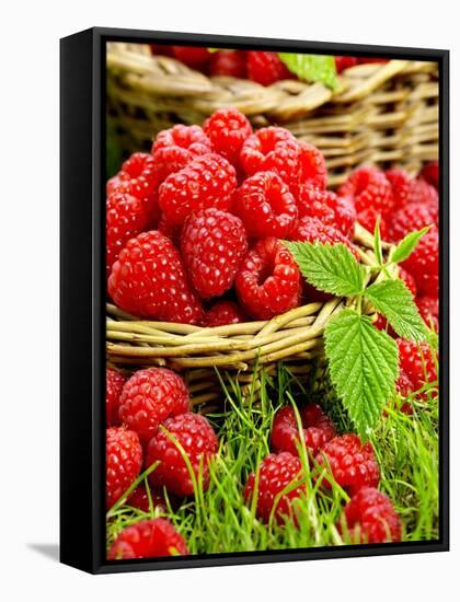 Fresh Raspberries in Two Baskets-Stuart MacGregor-Framed Stretched Canvas