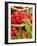 Fresh Raspberries in Two Baskets-Stuart MacGregor-Framed Premium Photographic Print
