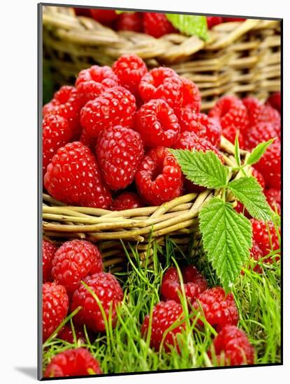 Fresh Raspberries in Two Baskets-Stuart MacGregor-Mounted Photographic Print