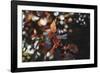 Fresh red foliage of the copper beech in the spring.-Nadja Jacke-Framed Photographic Print