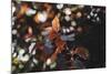 Fresh red foliage of the copper beech in the spring.-Nadja Jacke-Mounted Photographic Print