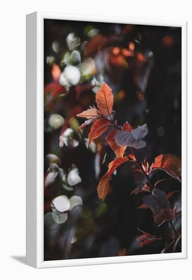 Fresh red foliage of the copper beech in the spring.-Nadja Jacke-Framed Photographic Print