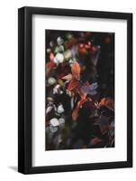 Fresh red foliage of the copper beech in the spring.-Nadja Jacke-Framed Photographic Print