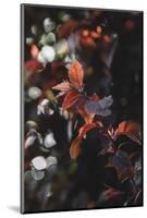 Fresh red foliage of the copper beech in the spring.-Nadja Jacke-Mounted Photographic Print