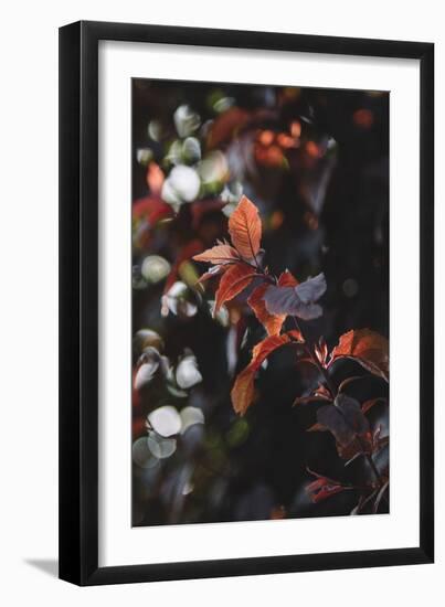 Fresh red foliage of the copper beech in the spring.-Nadja Jacke-Framed Photographic Print