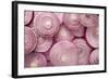 Fresh Red Onions-Steve Gadomski-Framed Photographic Print