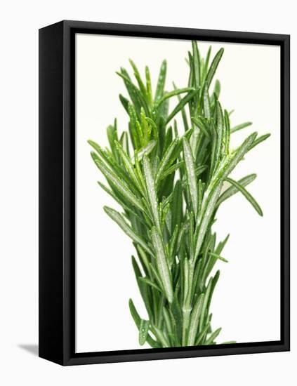 Fresh Rosemary-Steven Morris-Framed Stretched Canvas