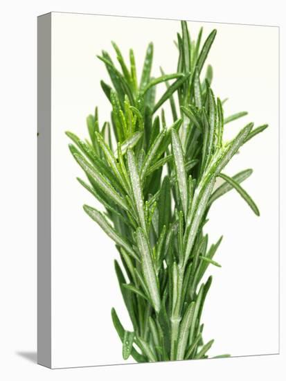 Fresh Rosemary-Steven Morris-Stretched Canvas