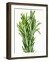 Fresh Rosemary-Steven Morris-Framed Premium Photographic Print