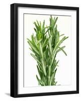 Fresh Rosemary-Steven Morris-Framed Premium Photographic Print