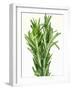 Fresh Rosemary-Steven Morris-Framed Premium Photographic Print