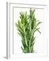 Fresh Rosemary-Steven Morris-Framed Photographic Print