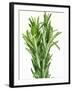 Fresh Rosemary-Steven Morris-Framed Photographic Print