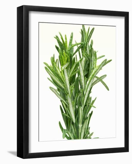 Fresh Rosemary-Steven Morris-Framed Photographic Print