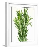 Fresh Rosemary-Steven Morris-Framed Photographic Print