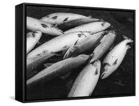 Fresh Salmon Catch-null-Framed Stretched Canvas