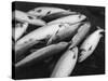 Fresh Salmon Catch-null-Stretched Canvas