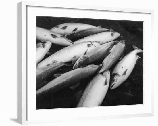 Fresh Salmon Catch-null-Framed Photographic Print